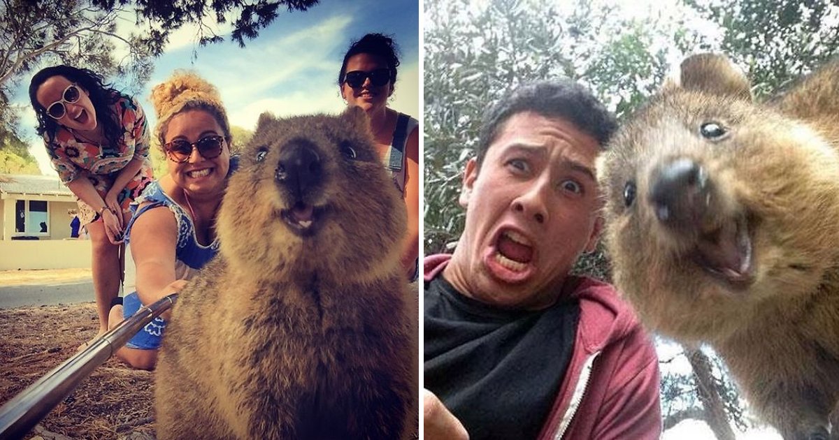 gsgsggg 1.jpg?resize=412,275 - The Irresistibly Adorable Quokka Selfie Trend Is On Everyone's Mind & Here's Why