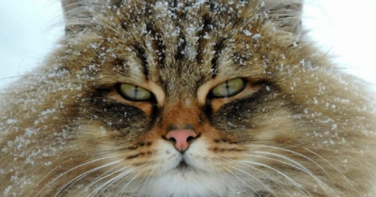 Russie Decouvrez Catland Une Ferme De Magnifiques Chats Siberiens Vonjour