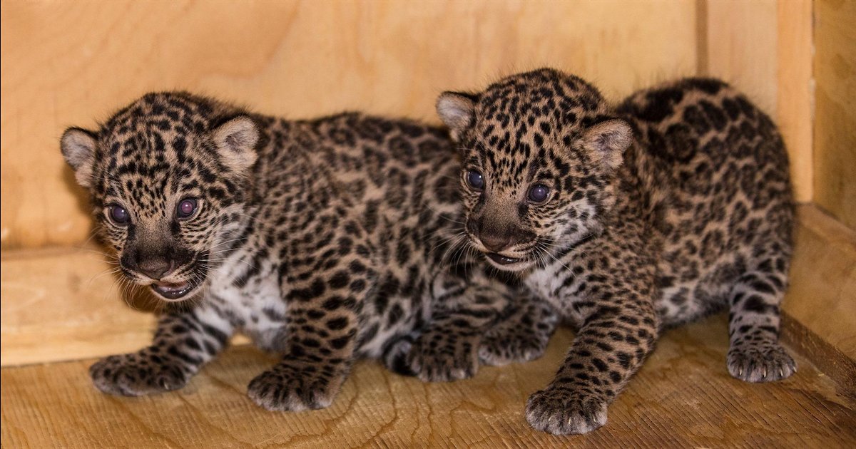 jaguars.png?resize=412,232 - Nicaragua : un zoo a sauvé deux bébés jaguars des mains de trafiquants