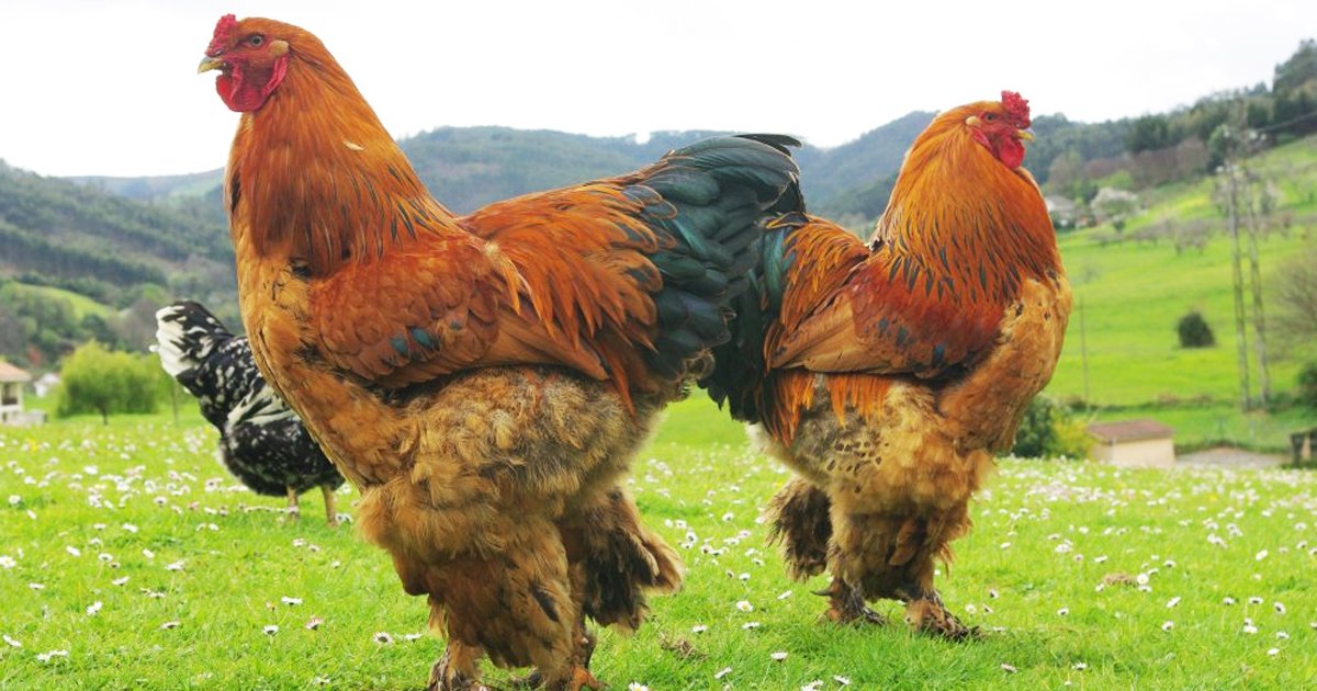 rrrr.jpg?resize=1200,630 - The World's Largest Chicken Breed Is Gaining Stardom With Intense Speed