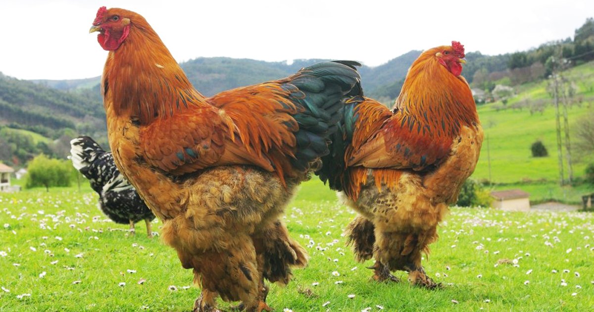 rrrr.jpg?resize=412,275 - The World's Largest Chicken Breed Is Gaining Stardom With Intense Speed