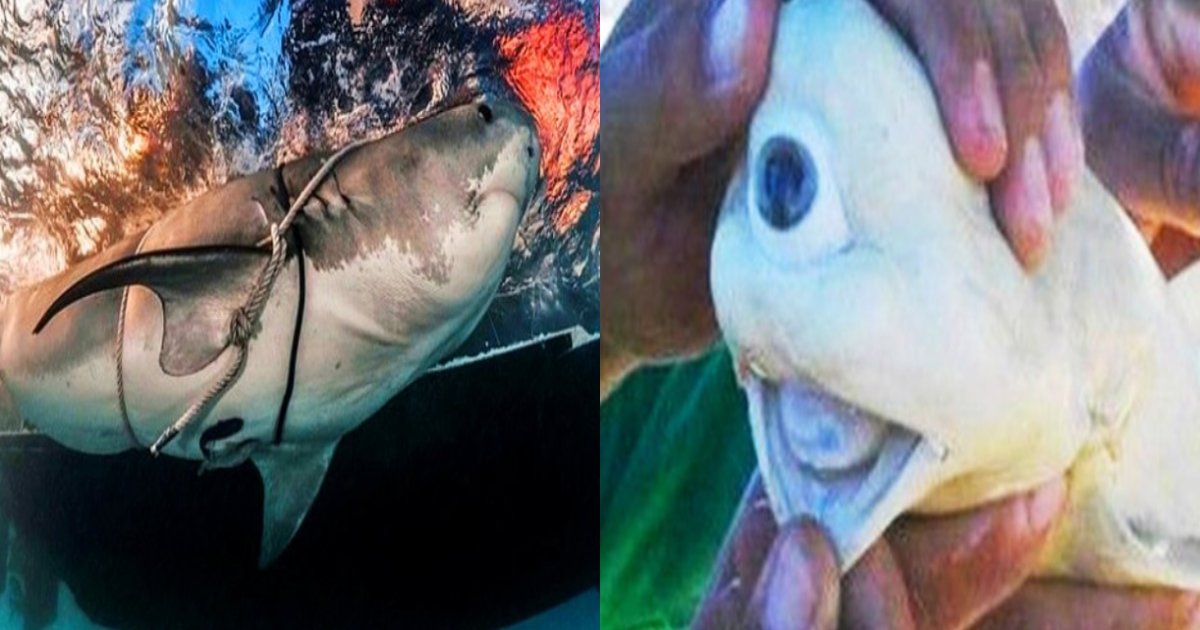 same siroi.png?resize=1200,630 - 白い体に一つの目！？まるでエイリアンのような『赤ちゃんサメ』の姿に全世界が驚いた