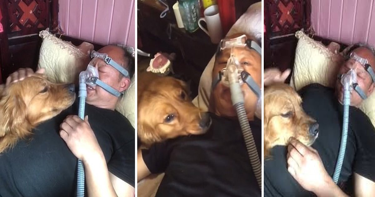 sdfsdffff.jpg?resize=412,232 - Loyal Dog Refuses To Leave & Watches Over Owner Who Wears Ventilator To Sleep