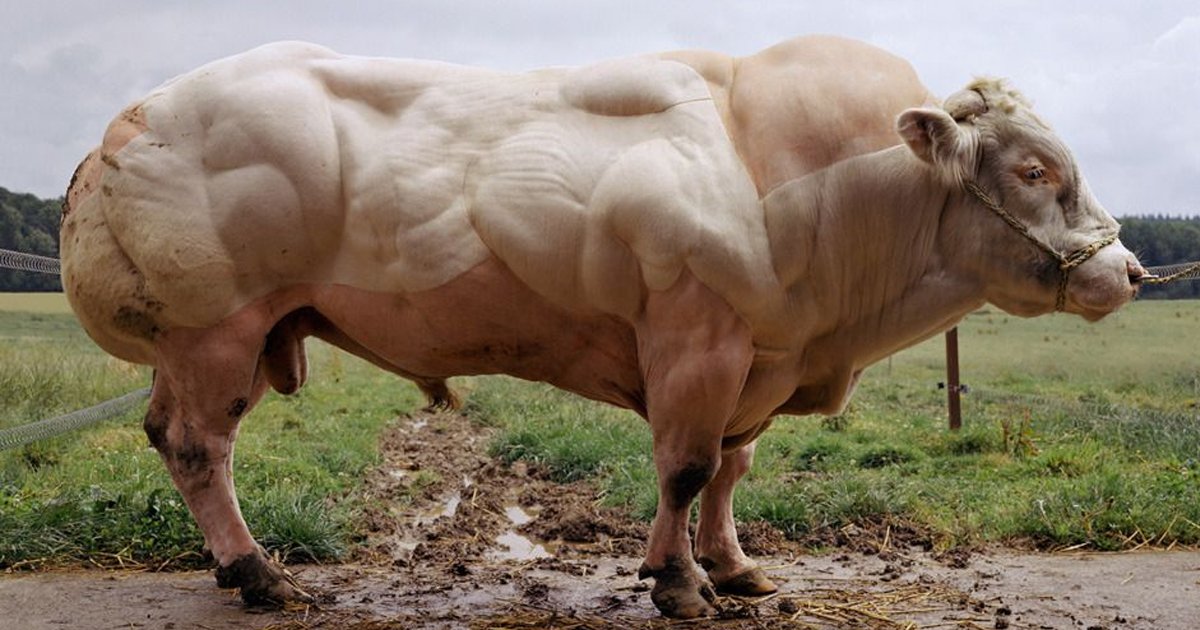 sgssh.jpg?resize=412,275 - This Muscular Cow Is Going Viral But There's More To His Claim To Fame