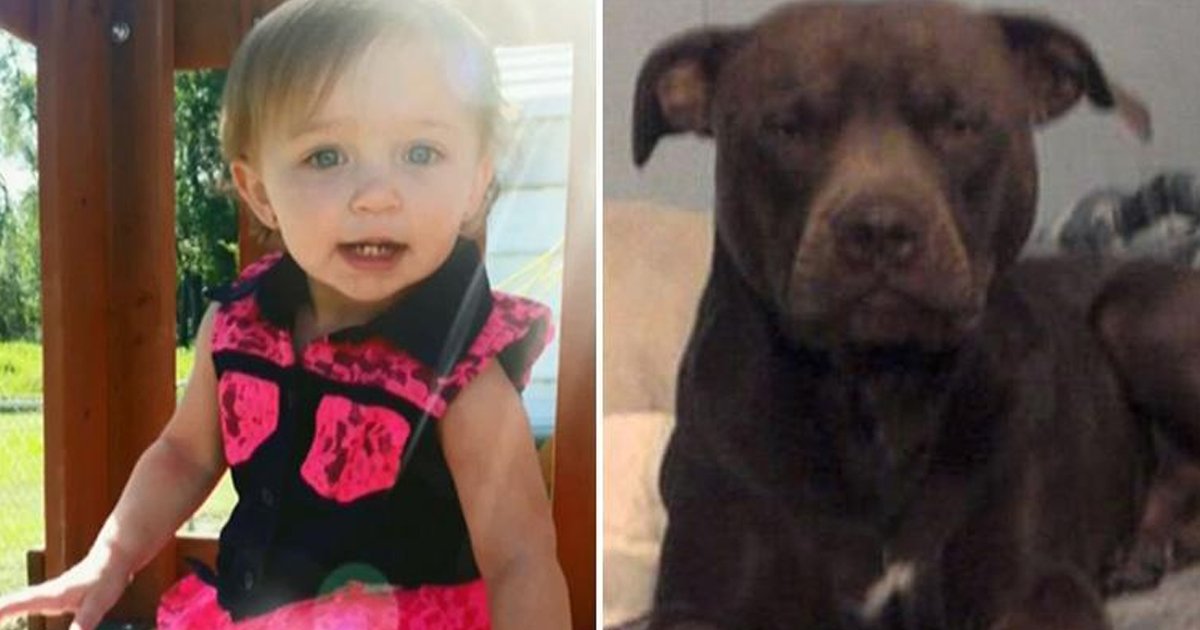 shshhhh.jpg?resize=412,232 - 1-year-old Girl Dies After Being Attacked By Pet Pit Bull