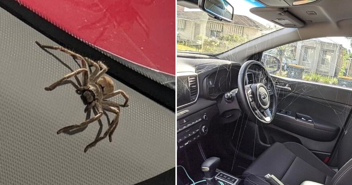spider5.jpg?resize=1200,630 - Terrified Mother Removes Huge Spider From Car Only To Find Hundreds Of its Babies Hatching Inside