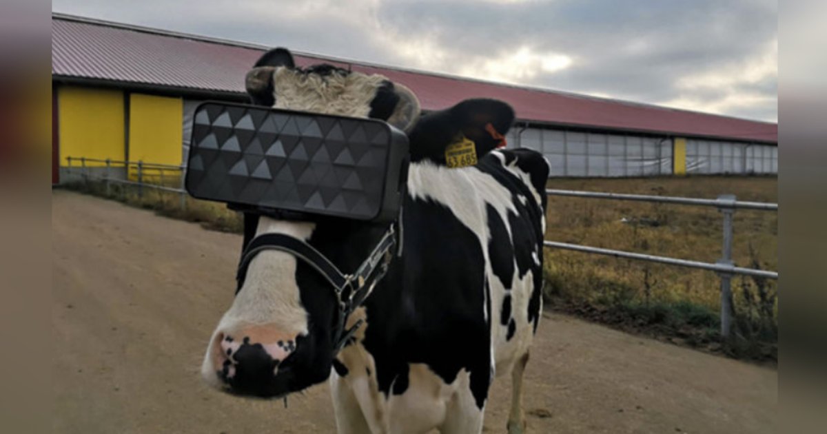 titulo 17 1.png?resize=412,232 - Hombre Le Coloca A Sus Vacas Lentes De Realidad Virtual Para Reducir Su Ansiedad Y Aumentar La Producción De Leche