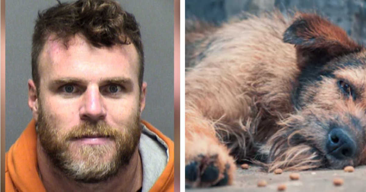 titulo 41.png?resize=412,232 - Hombre Arrestado Por Crueldad Animal Después De Sacar A Pasear El Cuerpo Sin Vida De Su Perro