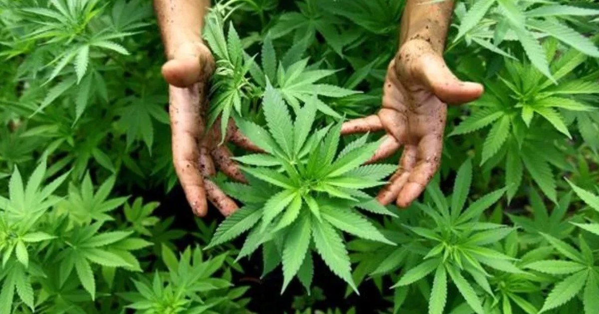 1 56.jpg?resize=412,232 - Insólito: Jamaica Parece Estarse Quedando Sin Cannabis
