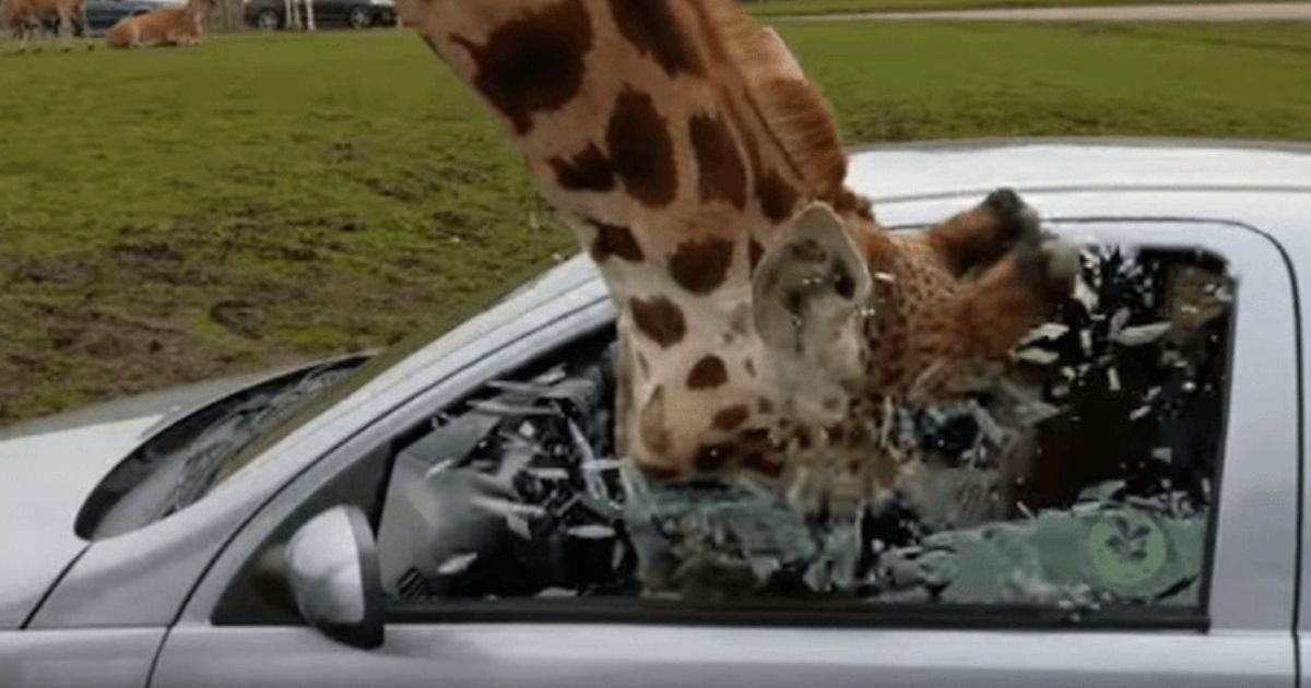 1 80.jpg?resize=1200,630 - A Giraffe Smashed Its Head At A Car Window In West Midlands Safari Park