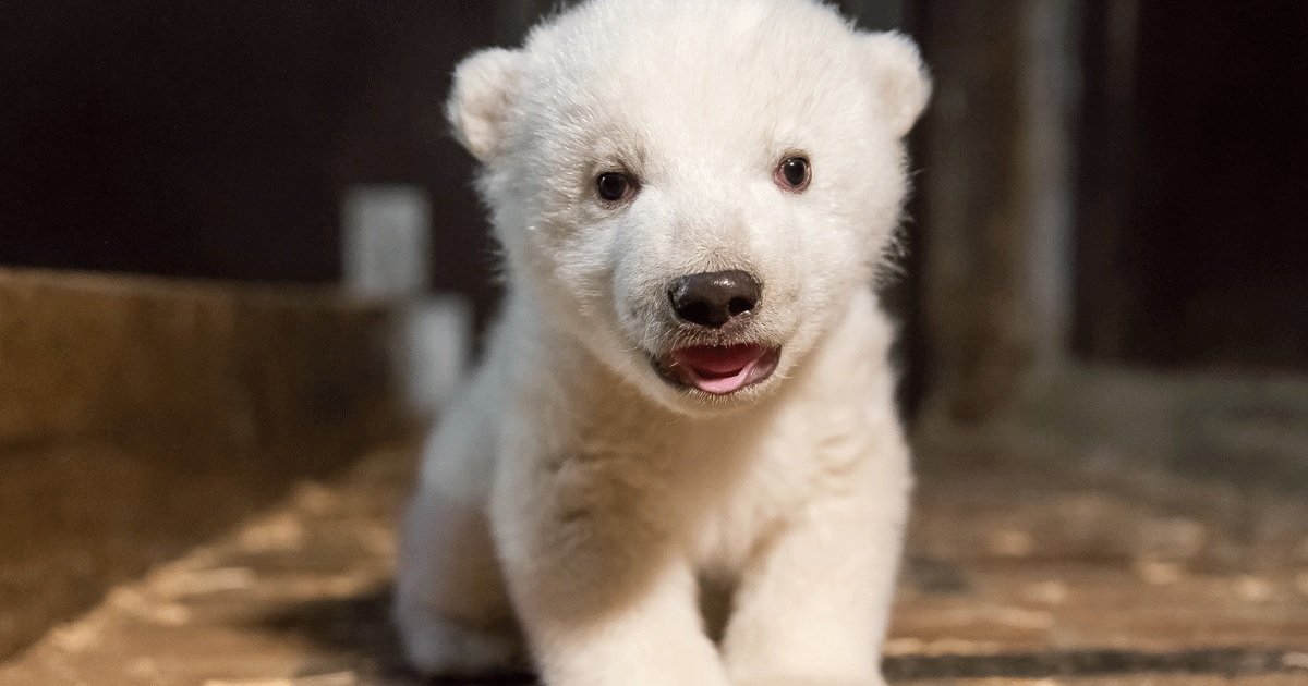 3 op.jpg?resize=412,275 - Un vote en ligne permet de nommer l'ours polaire né au zoo de Mulhouse