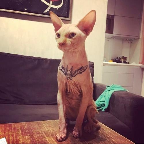 Esta chica tatuó a su gato “para hacerlo más glamoroso”