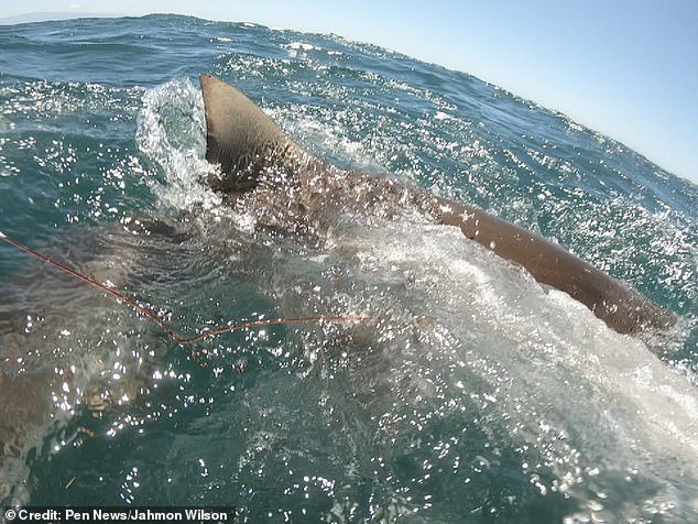 Resultado de imagen de Jahmon Wilson shark