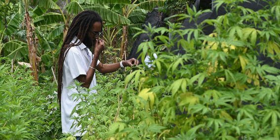 Resultado de imagen de Jamaica se está quedando sin marihuana