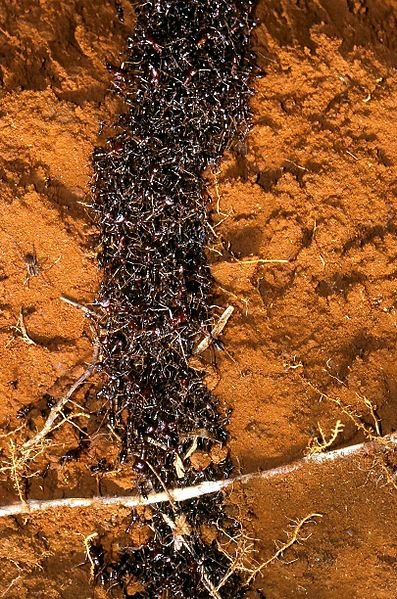 african ants