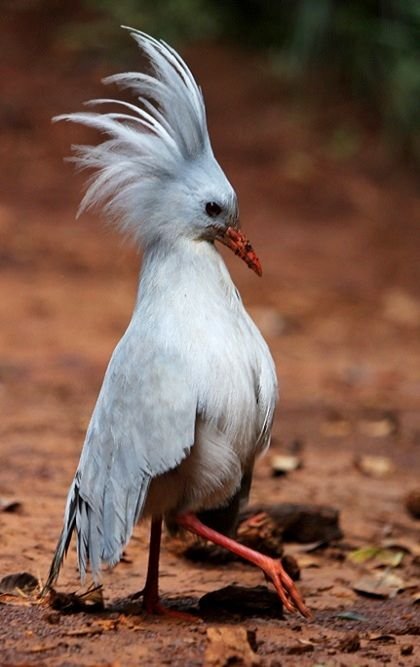 rarest birds in the world