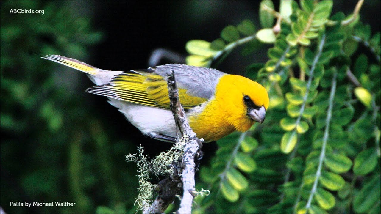 rarest birds in the world 