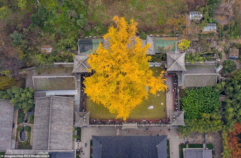 1400-year-old gingko tree 