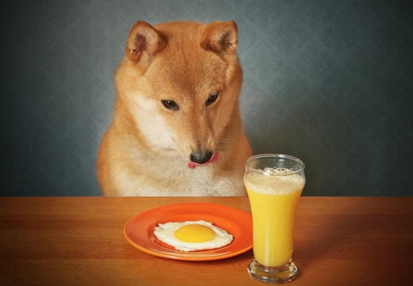 Can Dogs Eat Eggs