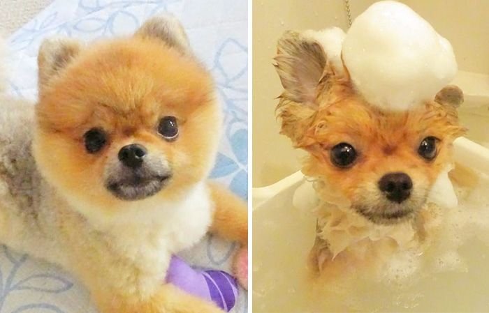 wet pomeranians