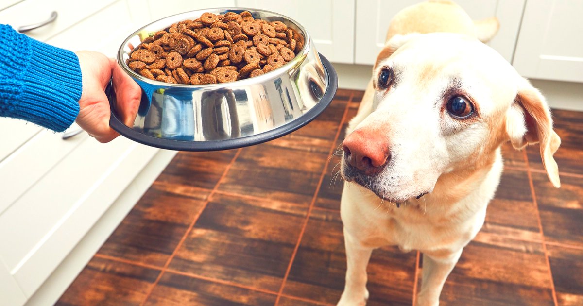 articulosportadas 24.png?resize=1200,630 - Retiran Alimento Para Mascotas Después Del Fallecimiento De 30 Perros Por Toxinas