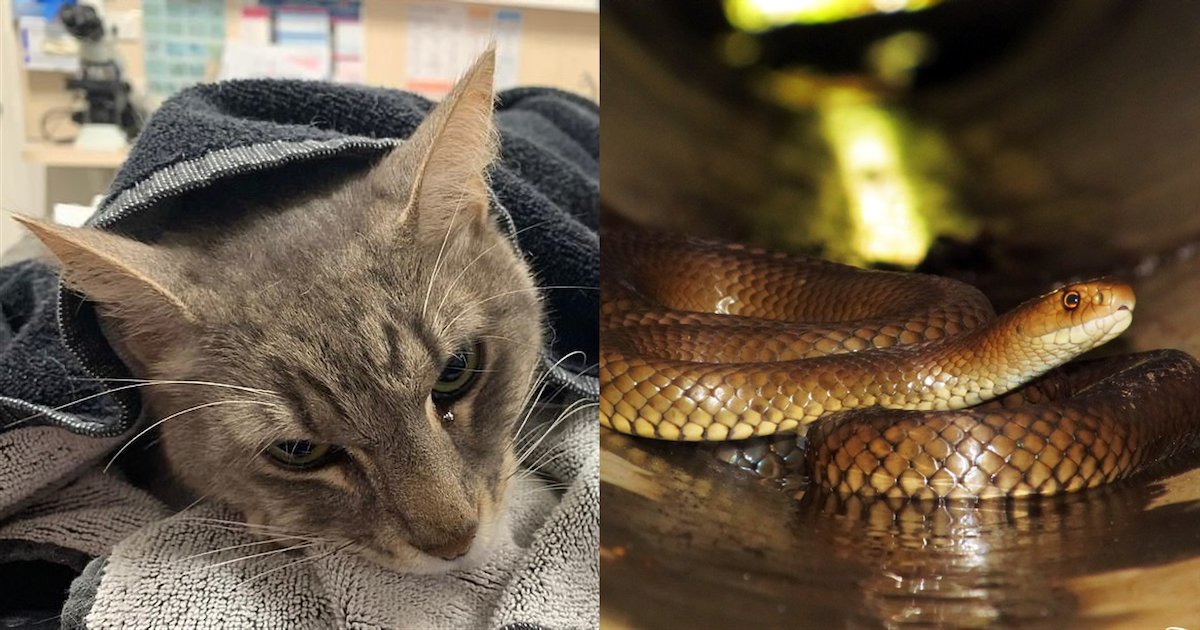 Australie Un Chat A Sauve La Vie De Deux Enfants En Combattant Un Serpent Dangereux Vonjour