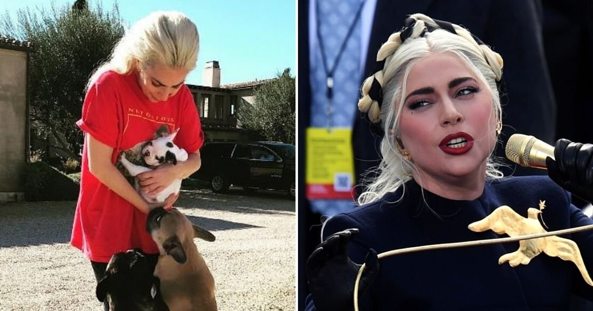 dogs4.jpg?resize=412,232 - Lady Gaga's French Bulldogs Have Been Returned Alive And Unharmed To Los Angeles Police