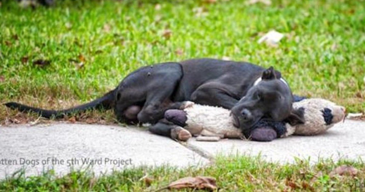 fgsdgsg 1 4.jpg?resize=1200,630 - Homeless Dog Went Viral After People Shared A Picture Of It Sleeping With A Stuffed Animal