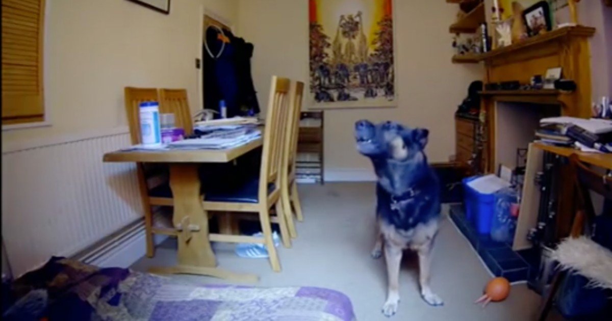 fgsdgsg 1 5 1.jpg?resize=412,275 - Woman Upset After Installing Camera To See How Her Dog Was Affected By Separation Anxiety When She Wasn't Home