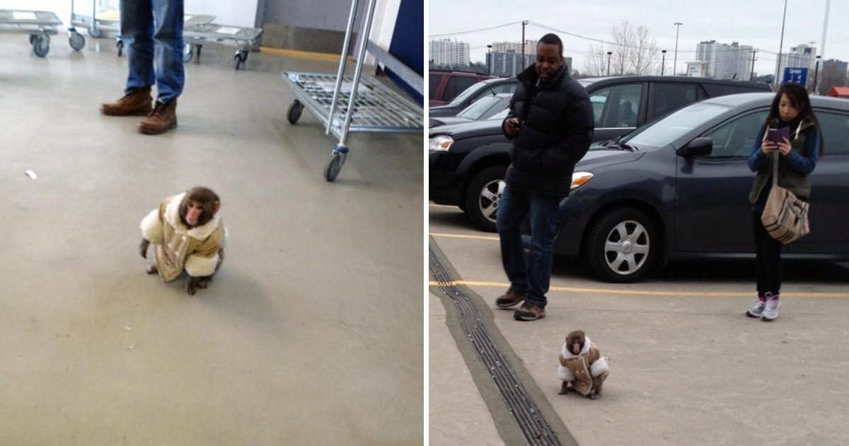 gdgdg.jpg?fit=1024%2C538&ssl=1&strip=all - Monkey In A Coat Found Roaming Around Ikea In Canada