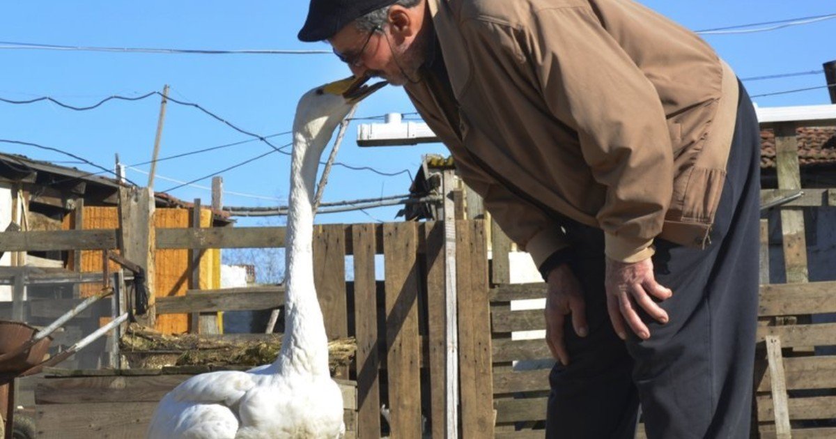 ghjf 15.jpg?resize=1200,630 - Man Becomes Best Friends With A Swan After Rescuing The Animal 37 Years Ago