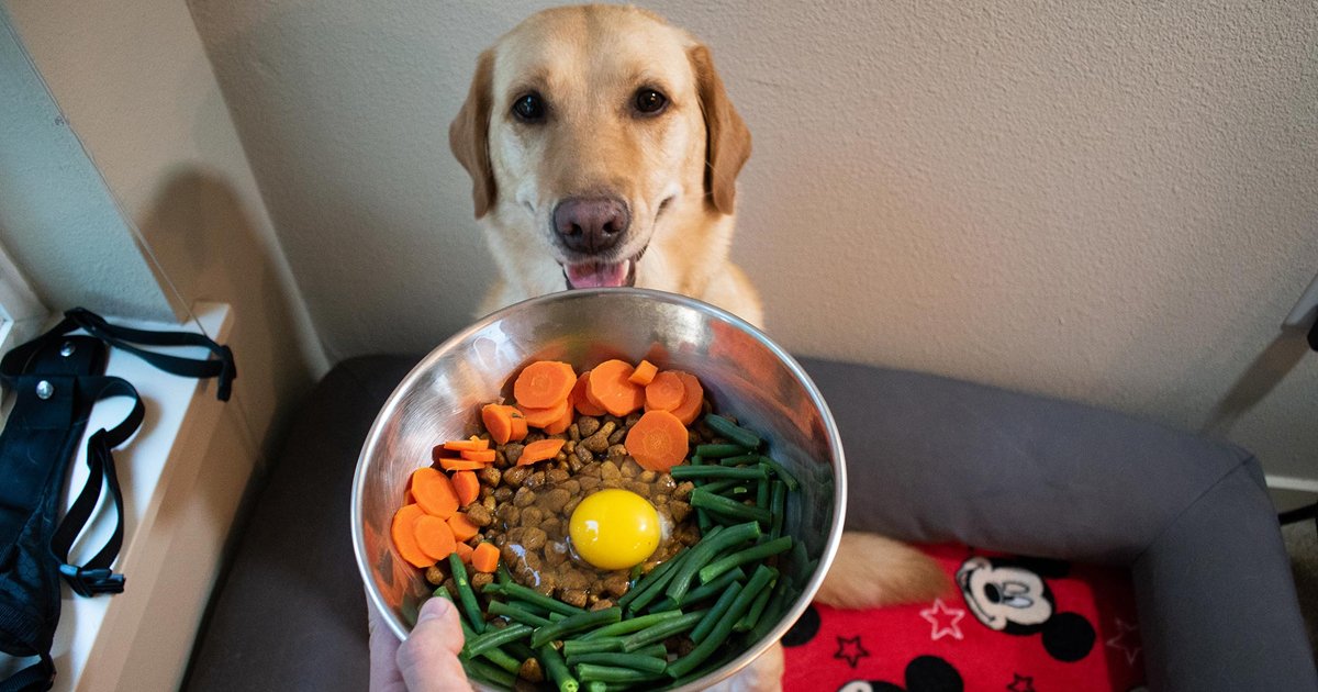 gssgsgg.jpg?resize=412,232 - Can Dogs Eat Eggs | Here's Everything You Need To Know About Your Pet's Diet