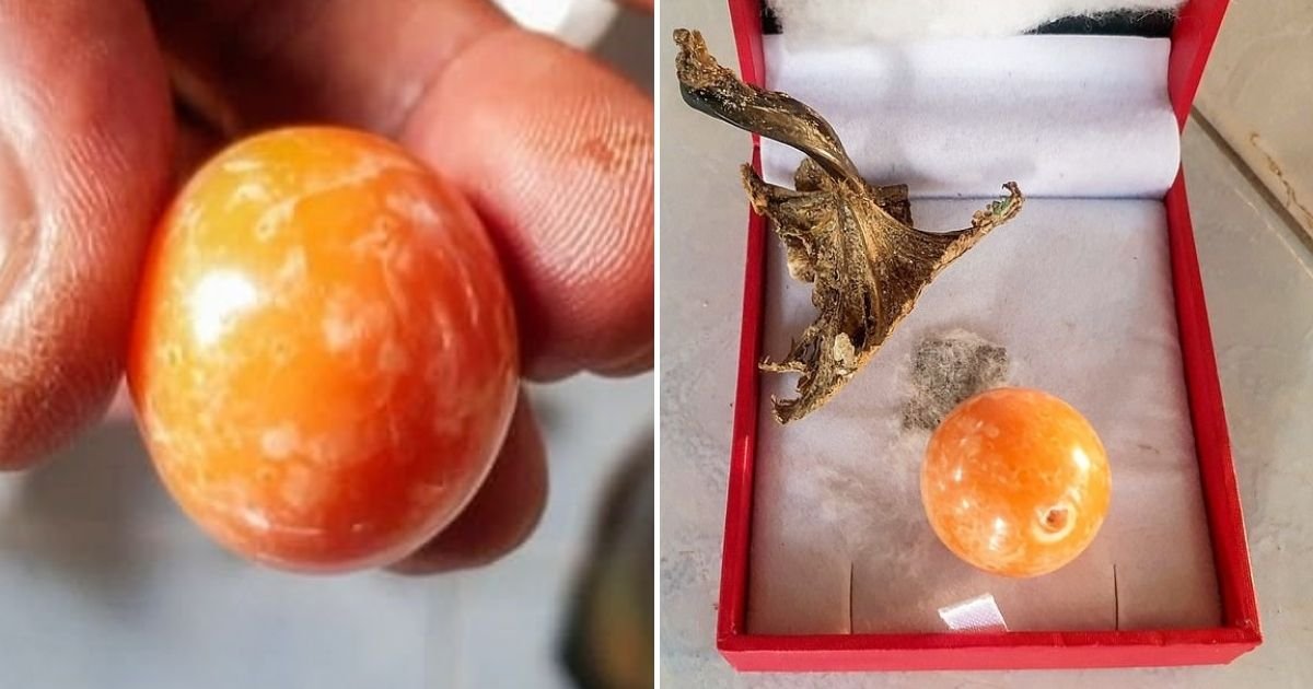 melo4 1.jpg?resize=412,232 - Father-Of-Two Finds A Rare Orange Pearl Worth $342,000 On A Beach