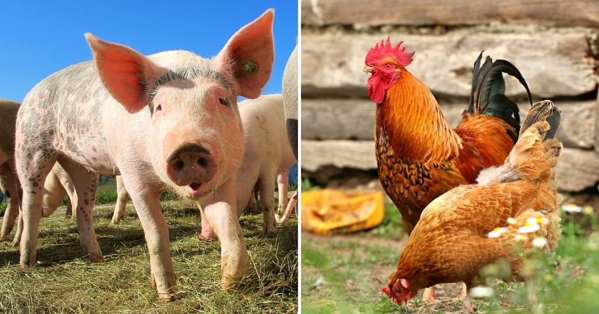 peta5.jpg?resize=1200,630 - PETA Urges People To Stop Calling Others 'Pig' Or 'Chicken' As It ‘Reinforces The Myth That Humans Are Superior To Other Animals'