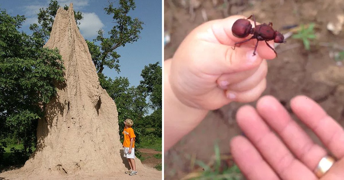 rrrrrrr 1.jpg?fit=1024%2C538&ssl=1&strip=all - This Population Of African Ants Is One Of The Deadliest Species On The Planet