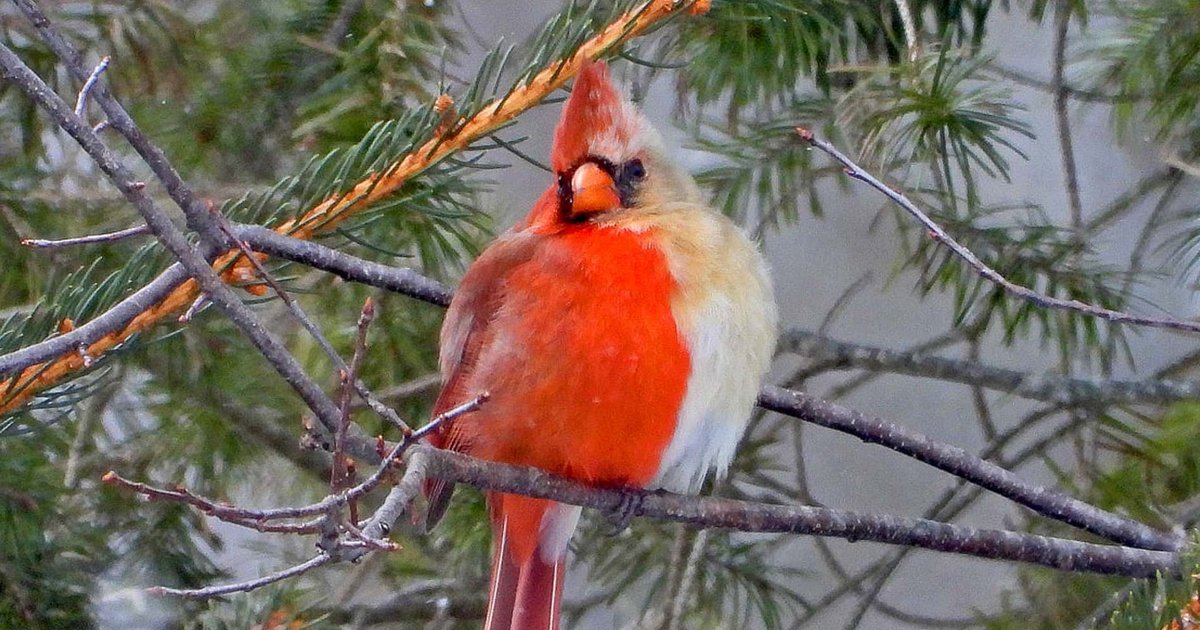 rrssfs.jpg?resize=1200,630 - Incredibly Rare 'Half-Male Half-Female' Cardinal Snapped In Pennsylvania