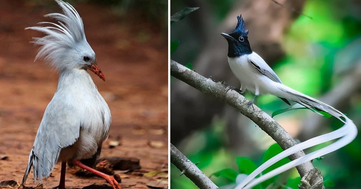 sfsfggg.jpg?resize=412,275 - A Closer Look At Some Of The Rarest Birds In The World