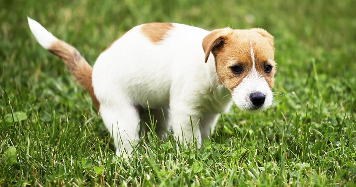 sgsgsgsg 1.jpg?resize=412,232 - These Expert Tips Work Like Magic When Your Puppy Won't Poop