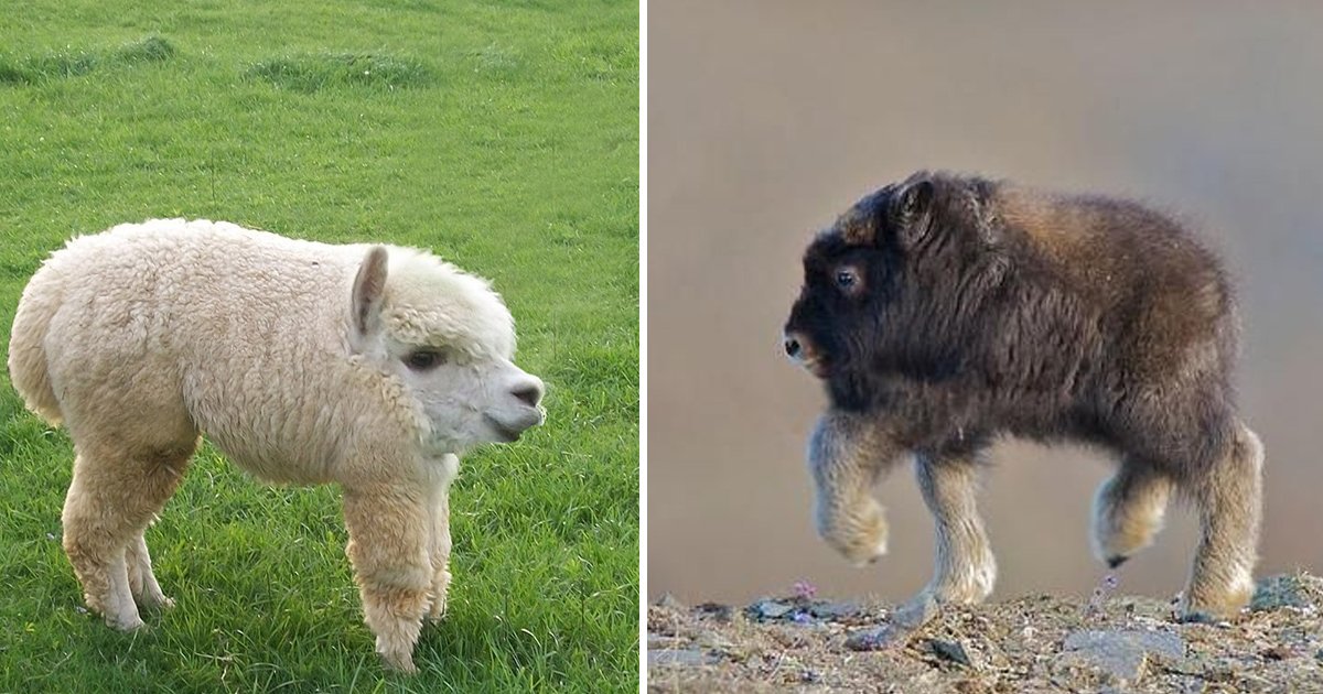sgsgsgsg.jpg?fit=1024%2C538&ssl=1&strip=all - These Brilliant Photos Display What Animals Without Necks Look Like