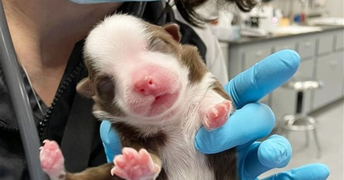 skipper5.jpg?resize=1200,630 - A ‘Miracle’ Puppy Was Born With Six Legs And Two Tails