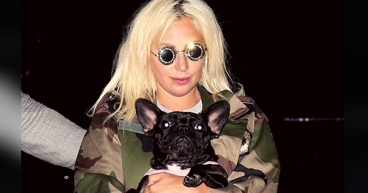 titulo 28 3.png?resize=412,275 - Lady Gaga Ofrece $500Mil Dólares A Quien Le Devuelva A Sus Mascotas Después Que Un Ladrón Se Los Llevó