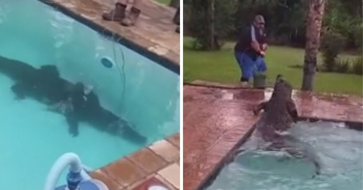 untitled design 1 1.jpg?resize=1200,630 - Couple Discovers Giant Crocodile In Their Swimming Pool Moments After Checking Security Footage