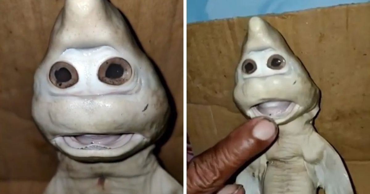 untitled design 1 10.jpg?resize=1200,630 - Mutant Baby Shark With 'Human Face' Found By Fisherman Inside Another Shark
