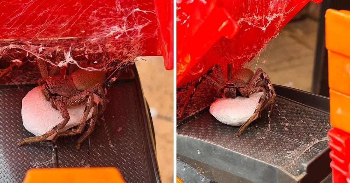 untitled design 11 3.jpg?resize=412,232 - Mother Speechless After Discovering Massive Spider With Egg Sac Inside Her Son's Toy