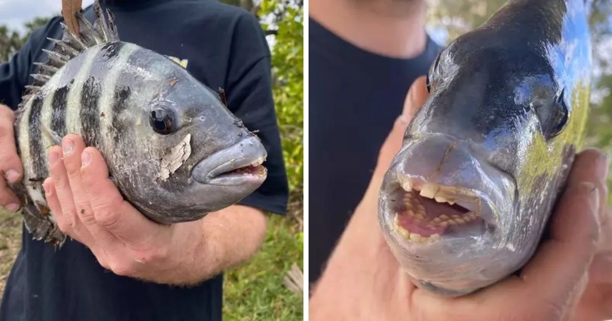 untitled design 14 3.jpg?resize=412,275 - Man Surprised After Catching A Fish With Human-Like Teeth And Lips