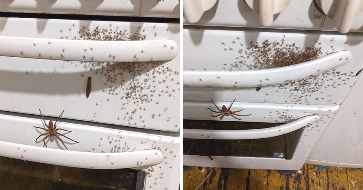 untitled design 6 7.jpg?resize=1200,630 - Giant Spider Takes Over Family's Oven Together With Hundreds Of Baby Spiders