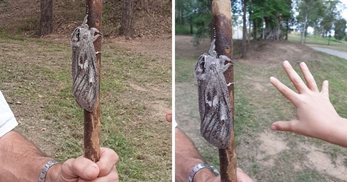 untitled design 7 8.jpg?resize=412,275 - Photos Of Gigantic Moth Bigger Than Adult Man's Hand Go Viral