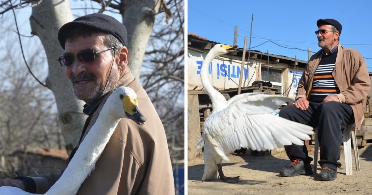 untitled design 8 3.jpg?resize=412,232 - Man Becomes Best Friends With A Swan After Rescuing The Animal 37 Years Ago