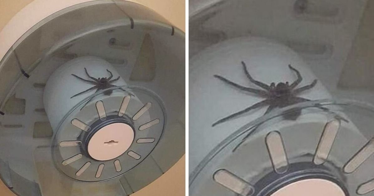 untitled design 9 5.jpg?resize=1200,630 - Giant Spider Found Chilling On Top Of Toilet Paper In Public Bathroom