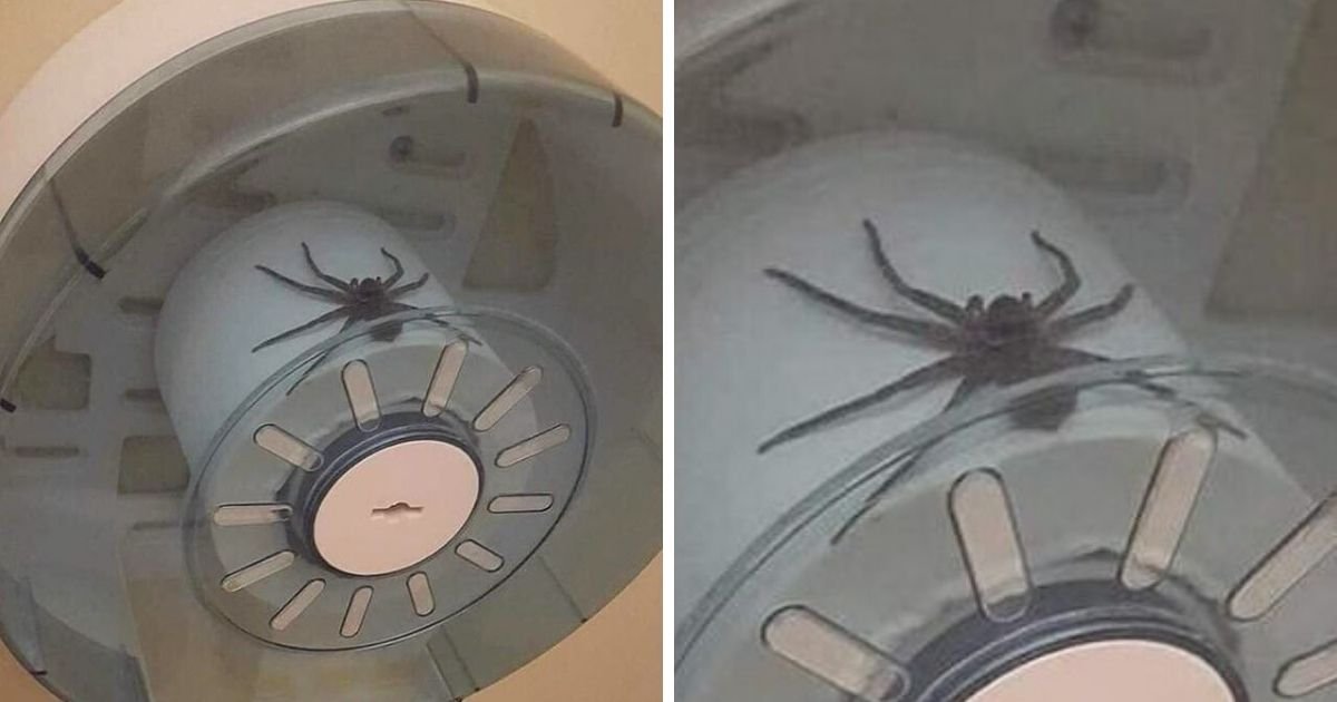 untitled design 9 5.jpg?resize=412,275 - Giant Spider Found Chilling On Top Of Toilet Paper In Public Bathroom